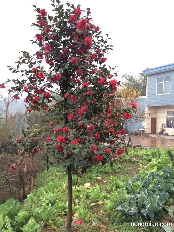 供应恨天高|其它图片及价格-四川宜宾青青茶花基地