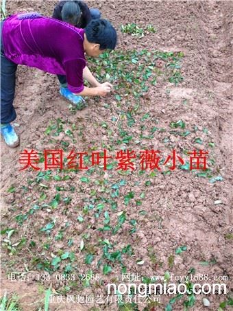 红火球紫薇小苗,扦插小苗