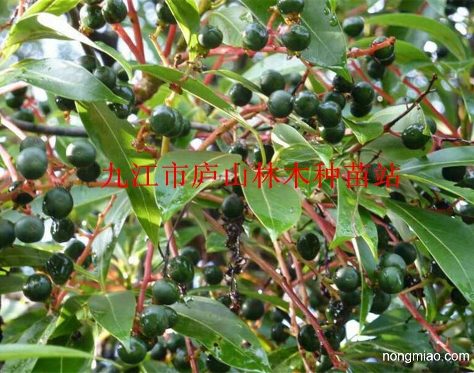 供应刨花楠种子 竹叶楠种子 批发园林绿化种子 林木种子图片