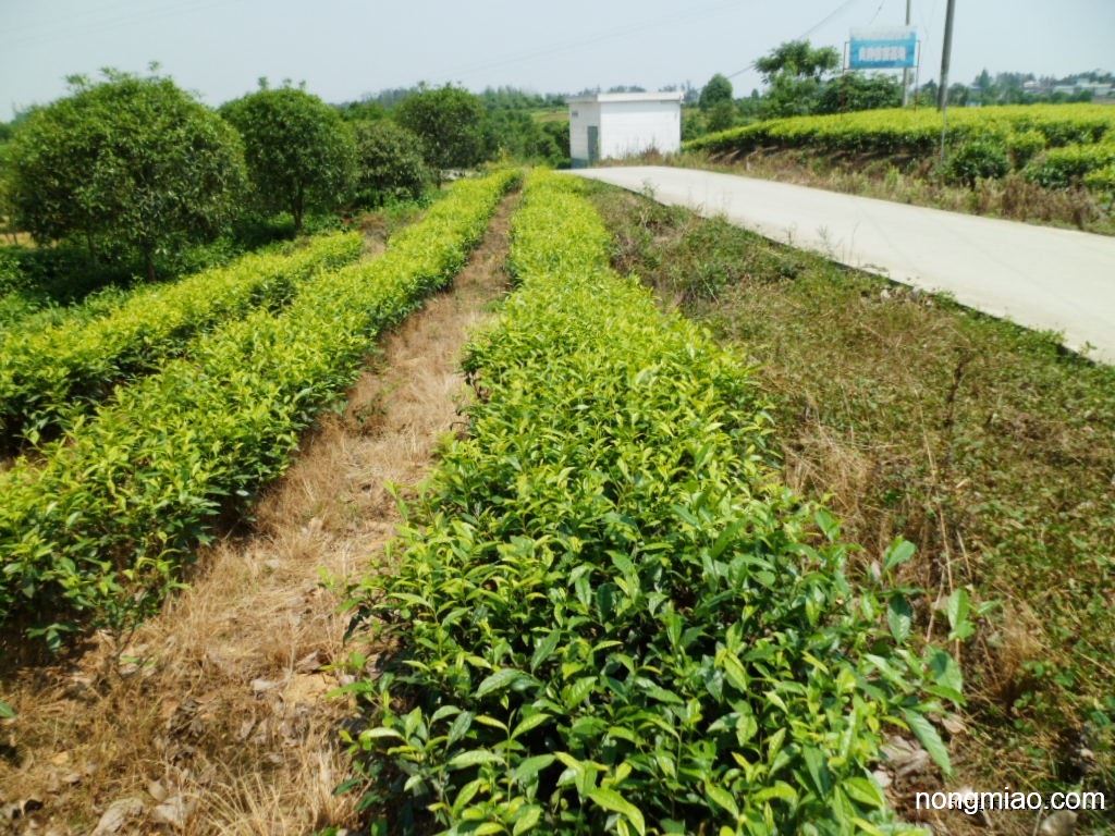 贵州茶苗,茶苗基地,批发大量茶叶苗