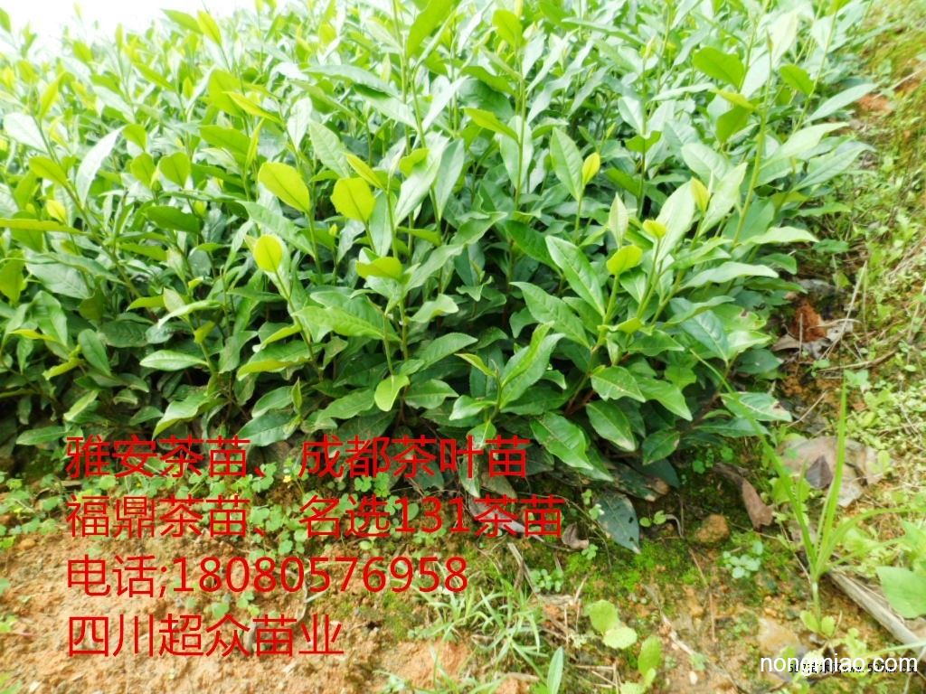 海南大叶种茶苗广东大叶种茶苗四川大叶种茶苗批发