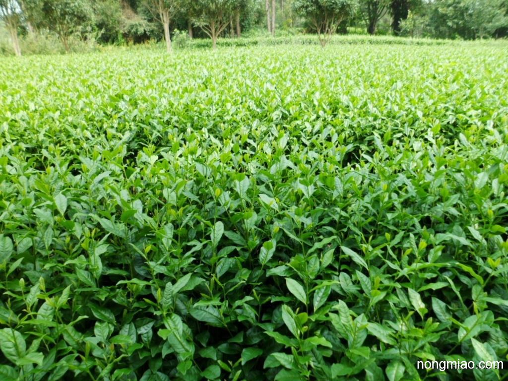 四川安吉白茶茶苗,四川安吉白茶苗批发,茶苗价格