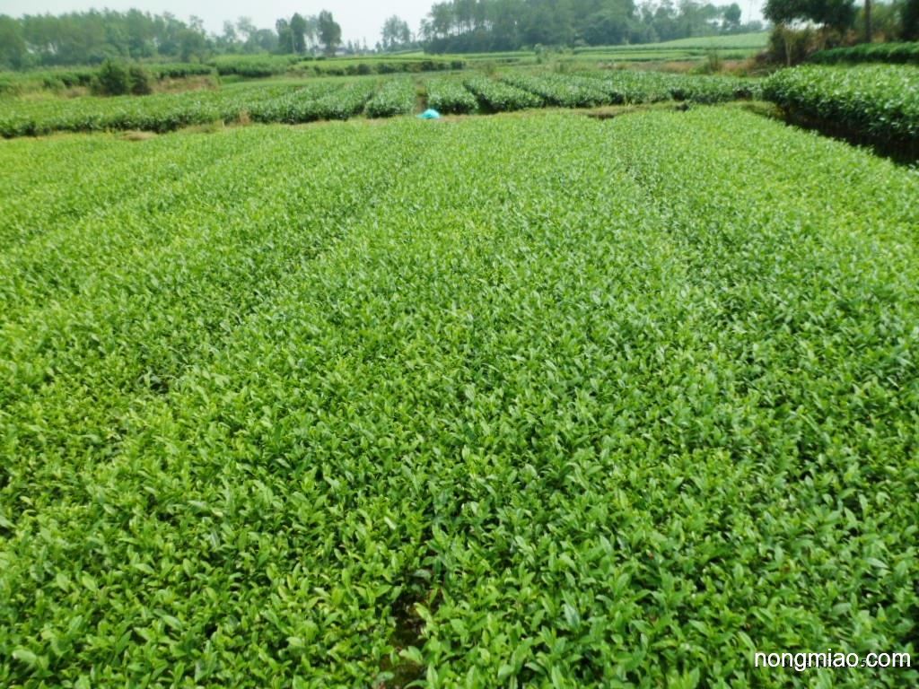 四川安吉白茶茶苗,四川安吉白茶苗批发,茶苗价格