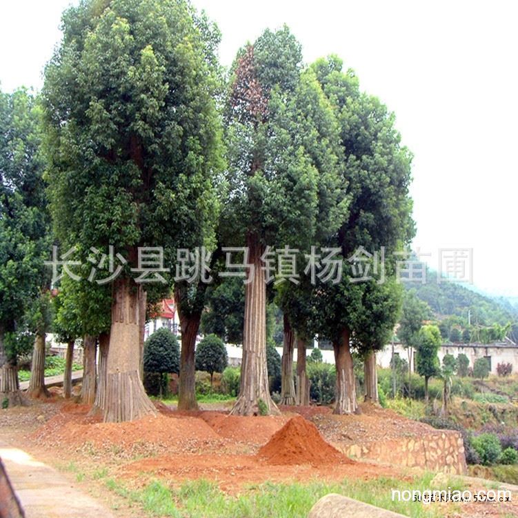 大香樟移植技术,大香樟移植技术要求