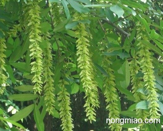 枫杨种子 枰柳,麻柳 水麻柳 小叶罗汉松种子 罗汉松种子