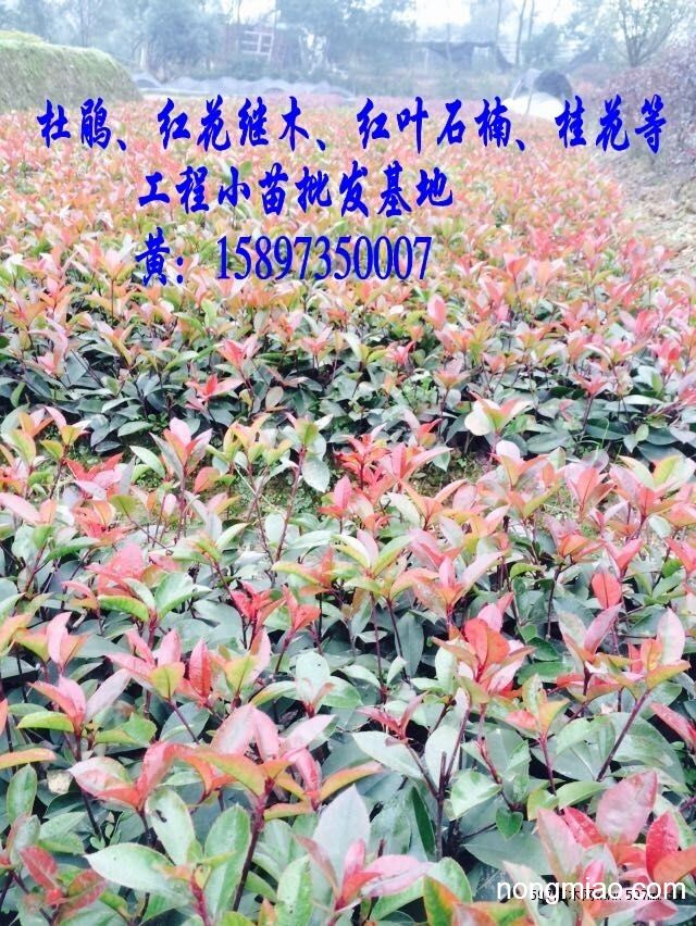 桂花树苗,桂花苗木,桂花小苗价格