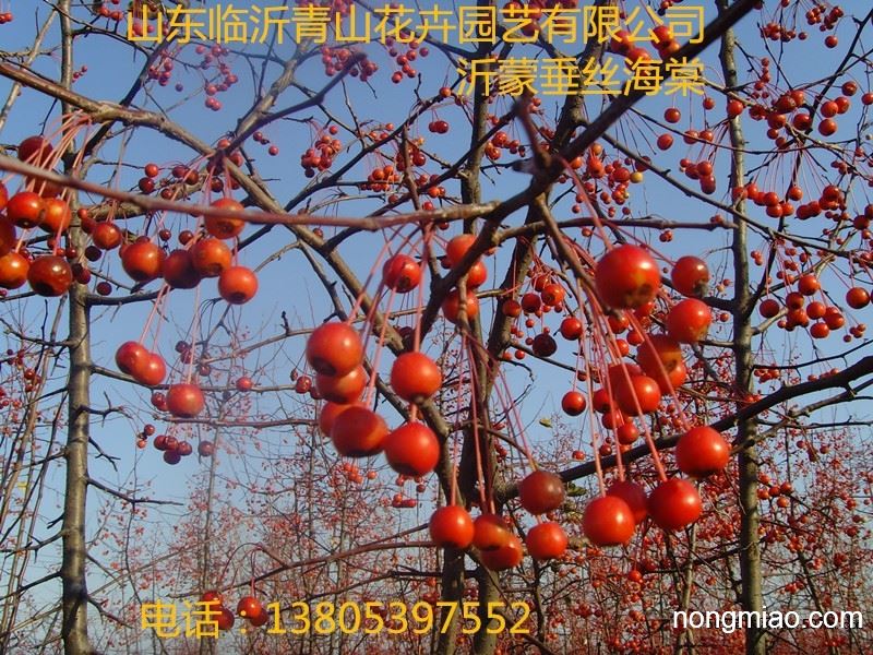 沂蒙垂丝海棠