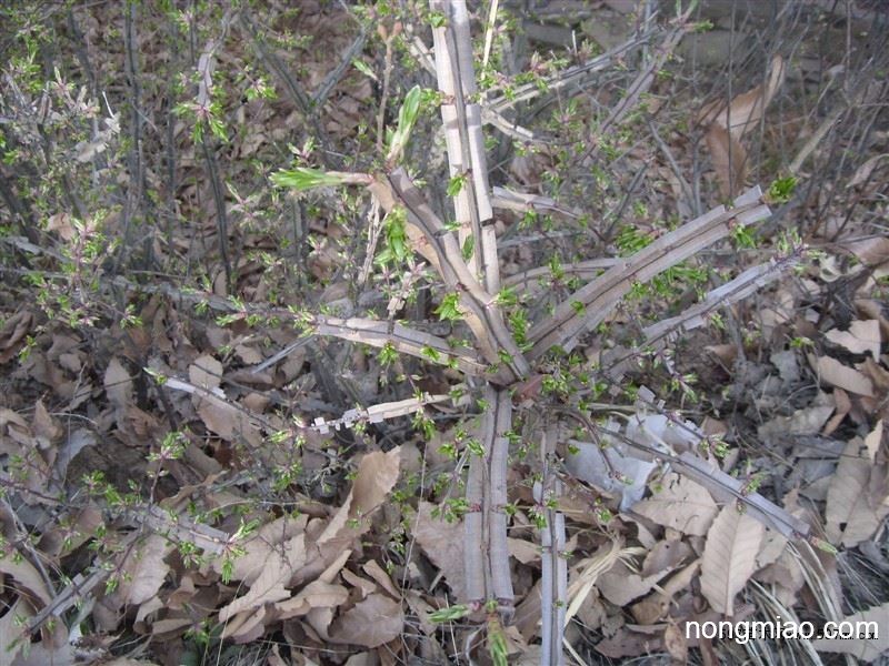 供栓翅卫矛又鬼箭羽丛生苗木高05-1米15万株