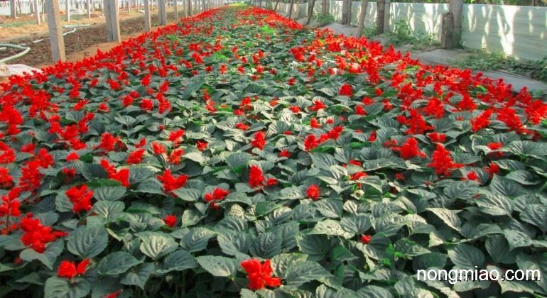 山东青州草花种植基地,常年供应孔雀草,长春花,一串红等|花卉图片及