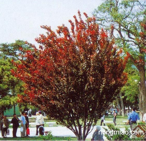 泰安宏鑫苗木基地出售优惠的紫叶李树苗