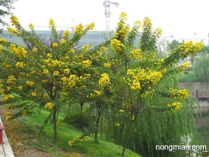 贵州黄花槐,贵州5公分黄花槐,贵州6公分黄花槐