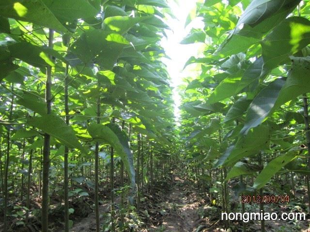 大量低价出售1公分当年梓树苗,楸树苗.