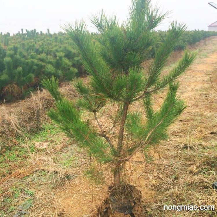 北京供应油松树苗1米-1.2米-1.4米 3元每棵