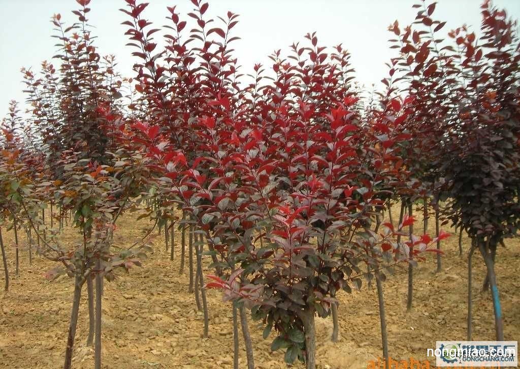 栾树,紫叶李,紫荆,紫藤供应图片