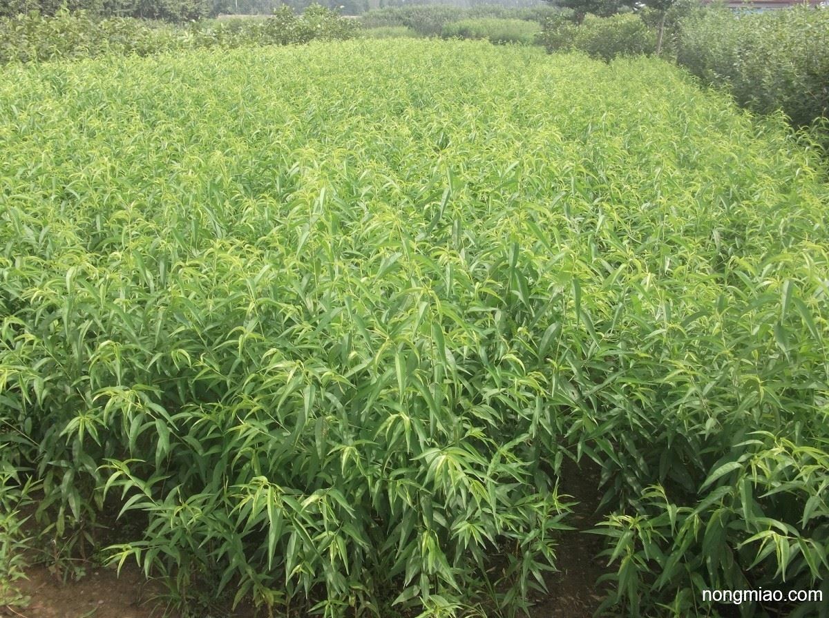 实生苗批发占地苗庄顺果树有限公司