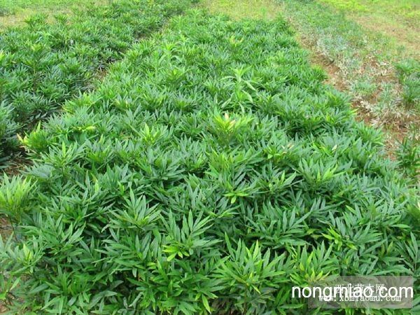 狭叶十大功劳
