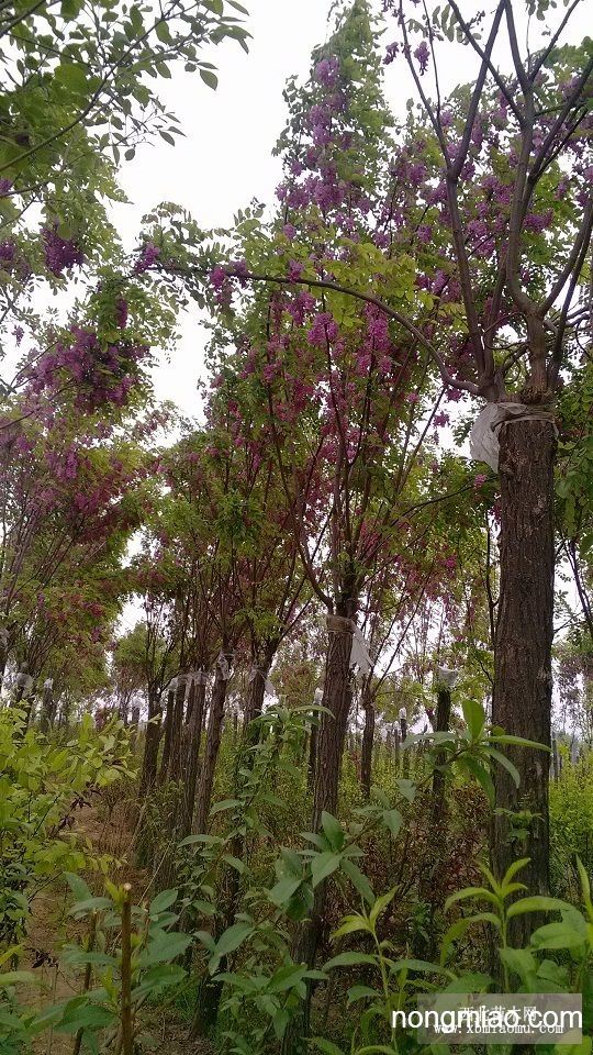 香花槐 红花槐60万株,欢迎实地考察订购|雪松图片及价格-河南省鄢陵县