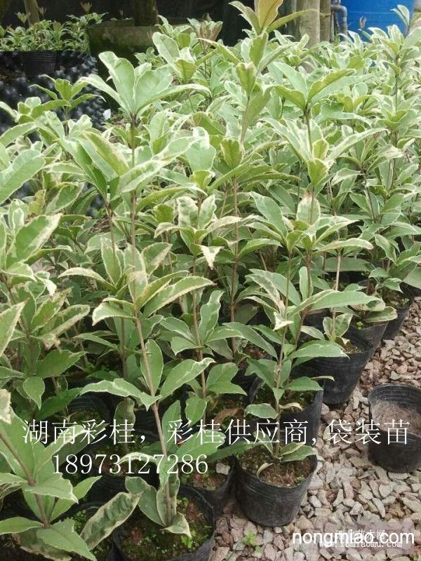 全国热销彩叶桂花,湖南彩桂,花叶桂花,变色桂花,长沙彩桂