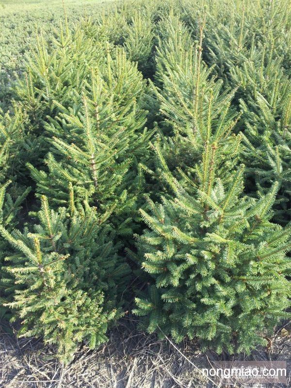 供应云杉苗(高70厘米,定植苗,假青扦云杉)