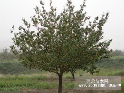 精品海棠树