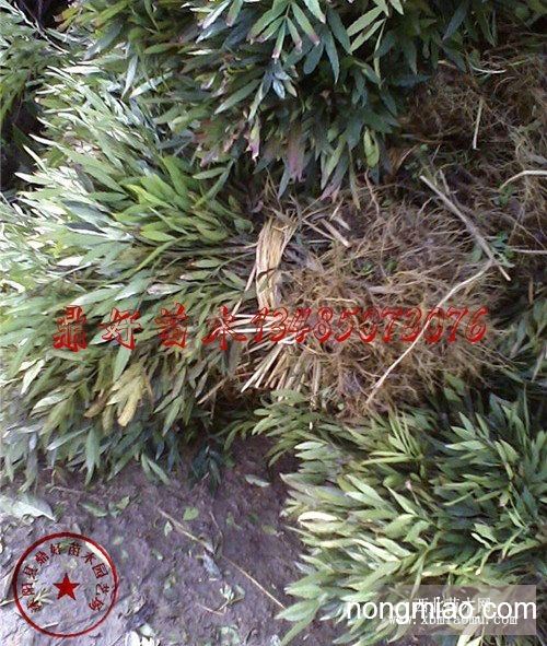 十大功劳 阔叶十大功劳 种植基地直销 十大功劳 阔叶十大功劳 种植基地直销