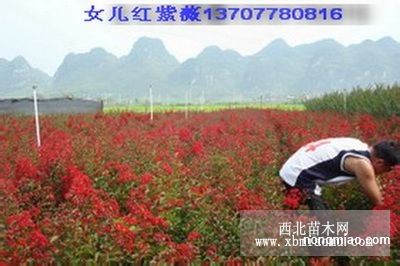 女儿红紫薇,红火箭紫薇,红叶紫薇,红火球紫薇,精品紫薇树桩