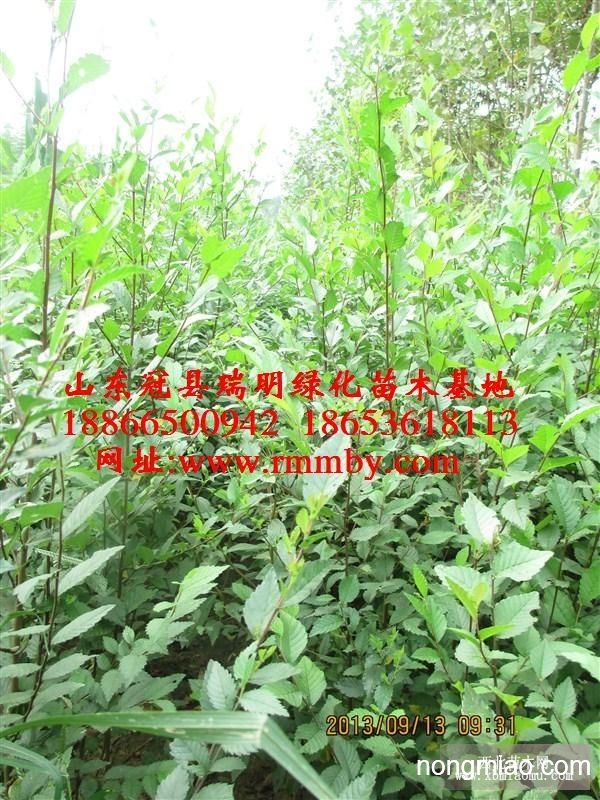 榆树小苗山东榆树小苗榆树小苗价格