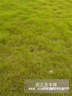 草皮/马尼拉草皮/台湾草皮