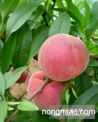 嫁接桃树苗内容|嫁接桃树苗版面设计