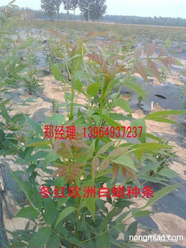 山东冬红欧洲白蜡/河北冬红欧洲白蜡/冬红欧洲白蜡价格