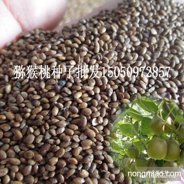 批发猕猴桃种子维c含量高果实种子猕猴梨种子大量批发