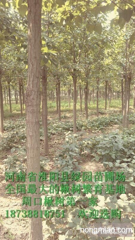 楸树周口市楸树苗木繁育基地