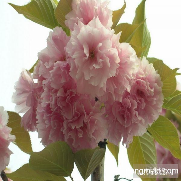 怎样折纸樱花