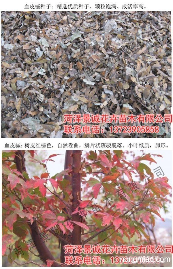 血皮槭种子血皮槭种子批发
