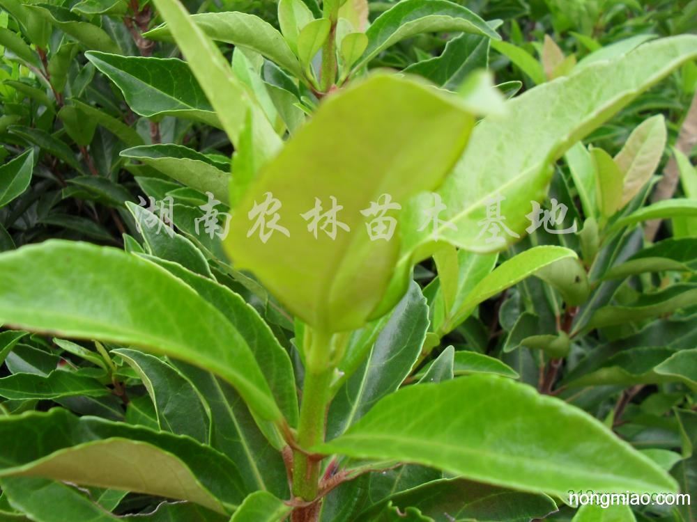 供应法国冬青,珊瑚兰,双胡兰,法青