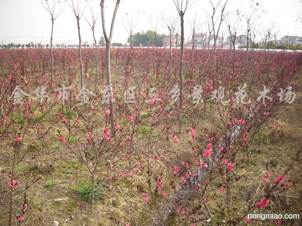 供应红叶碧桃(花桃,紫叶桃)|碧桃图片及价格-金华市