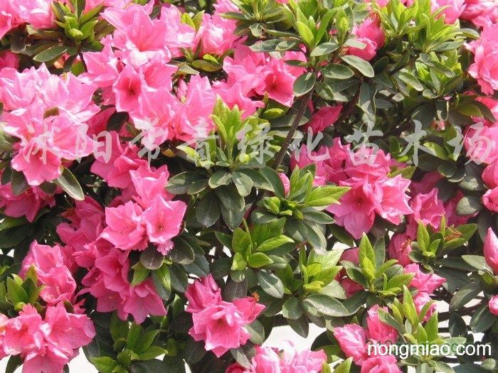 供应春鹃,夏鹃,紫鹃,毛鹃,杜鹃,品种齐全