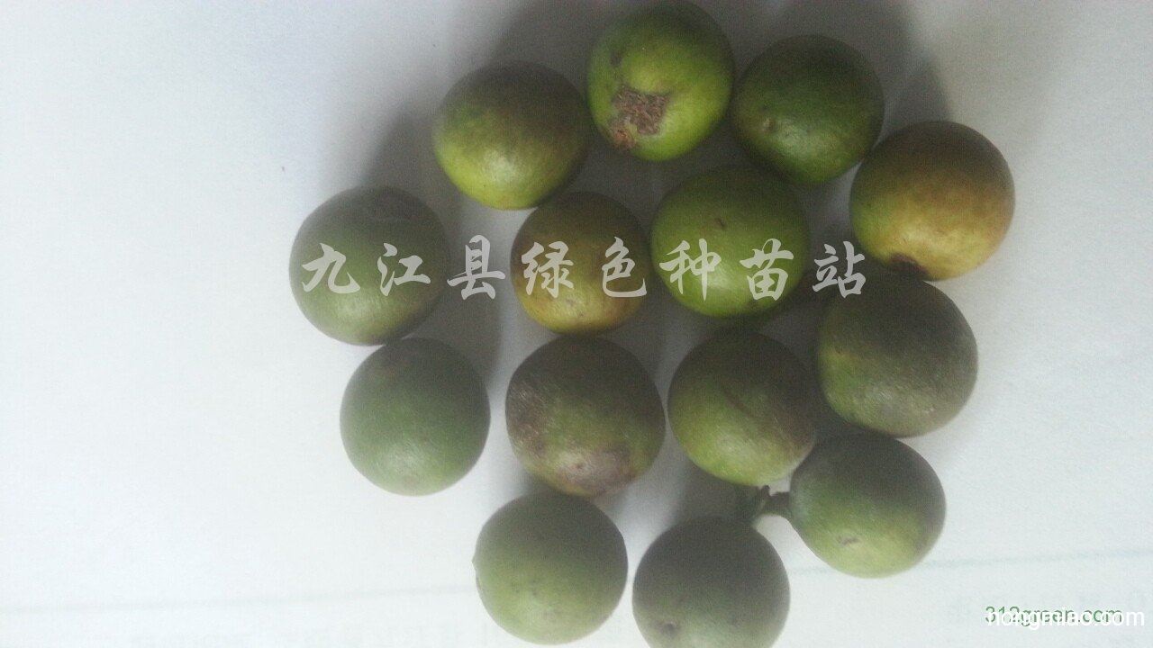供应竹柏种子