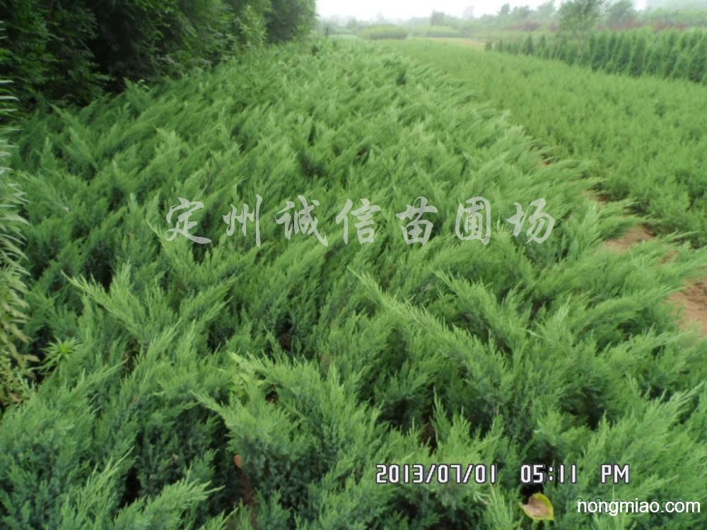 供应沙地柏,铺地柏