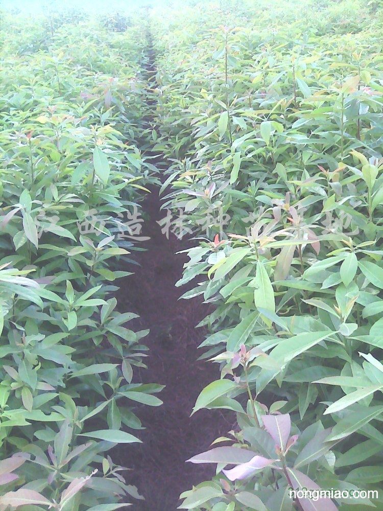 供应一年生木荷苗及2-8公分木荷树苗