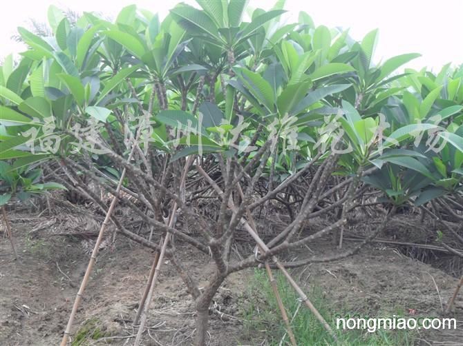 鸡蛋花树种植在家里花园好吗?鸡蛋花树的养护方法