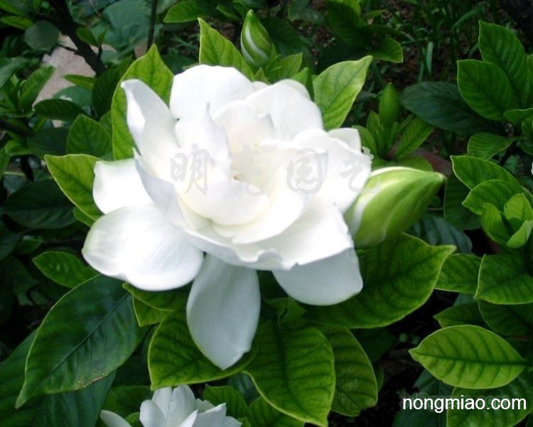 供应牡丹栀子花
