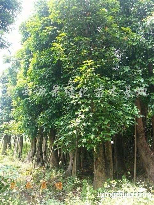 供应秋枫,香樟,朴树等大树|朴树图片及价格-广西源景