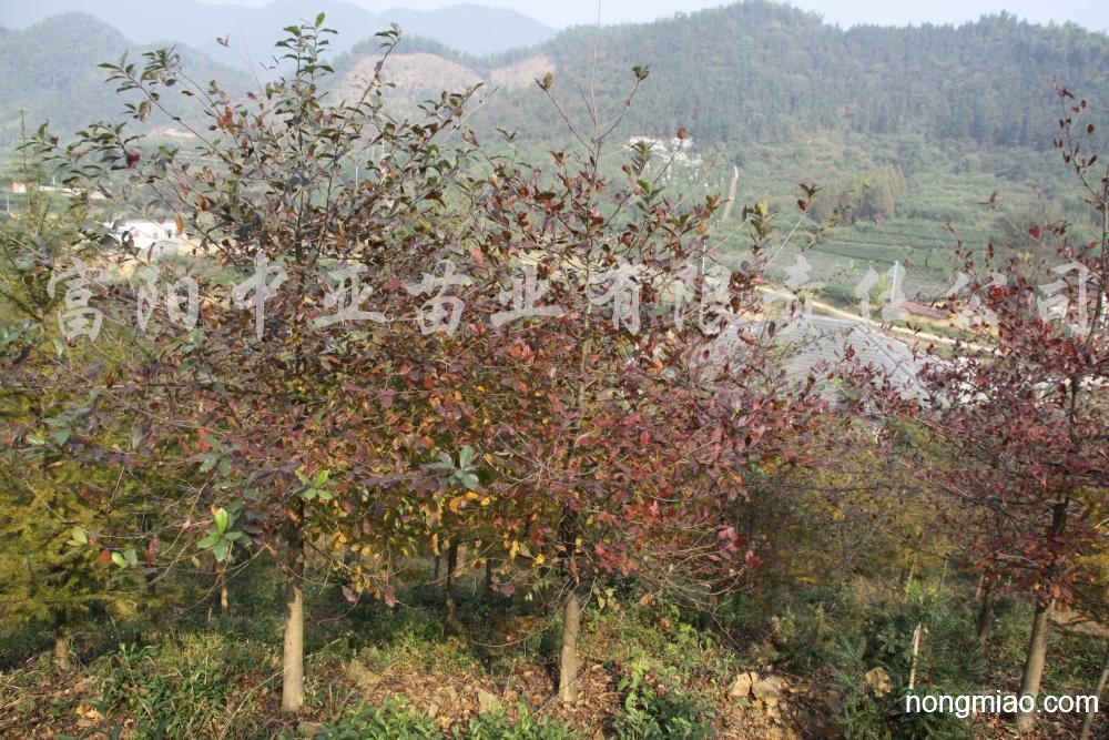 供应5-8公分多花蓝果树,多花紫树,美国紫树