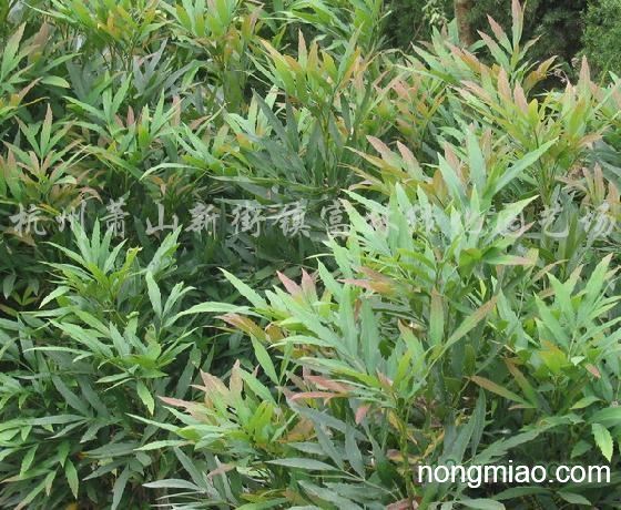供应狭叶十大功劳