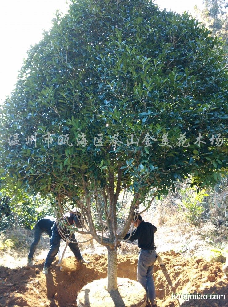 供应桂花树