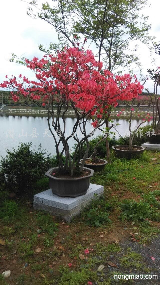 供应映山红大树,丛生全冠