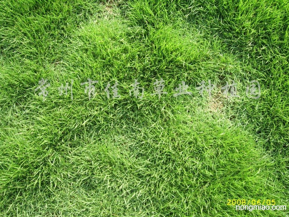 中华结缕草,马尼拉草坪|四季青图片及价格-常州市佳南草业种植园