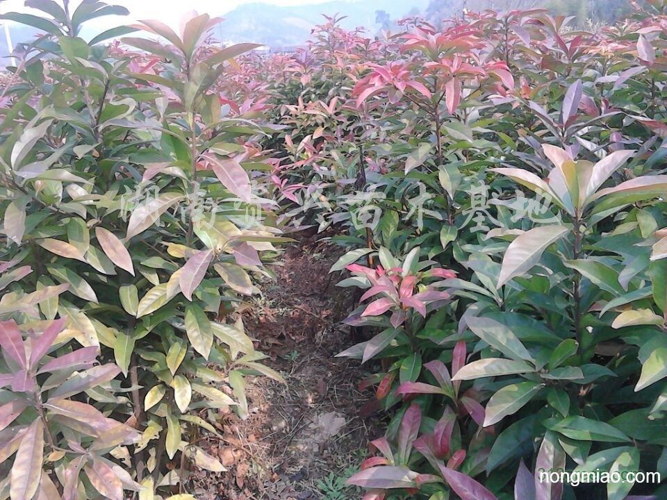 供应木荷苗|桂花图片及价格-湖南资兴苗木基地