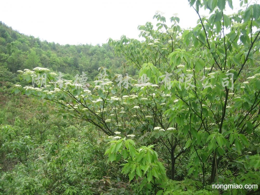 供应灯台树